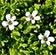 Bacopa