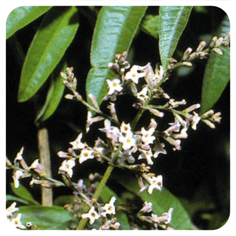 Verveine citronnée