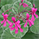 Pelargonium