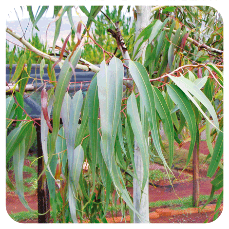 Eucalyptus citronné