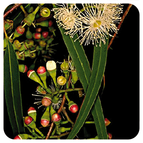 Eucalyptus radié