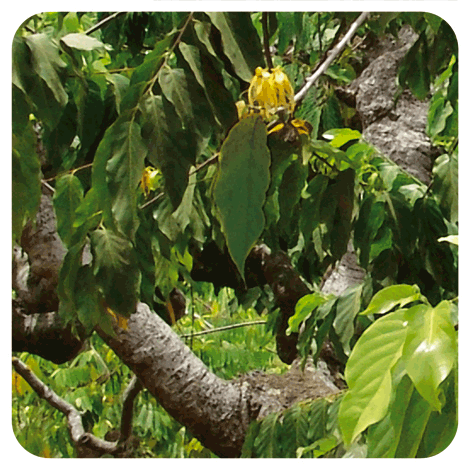 huile-essentielle-d-ylang-ylang-pranarom.png