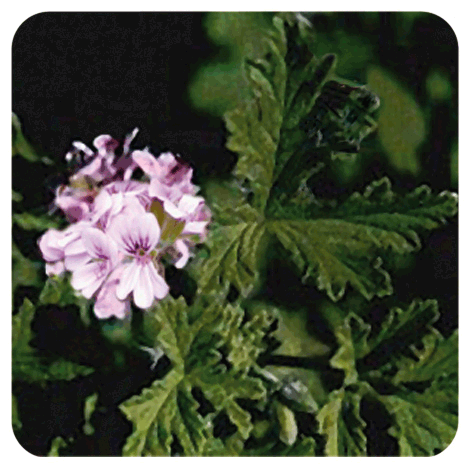 huile-essentielle-de-geranium-d-egypte-pranarom.png