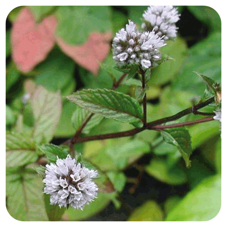 Menthe poivrée