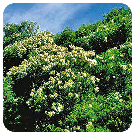 Arbre à thé ou Tea-tree