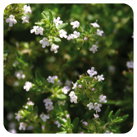 Thym à feuilles de sarriette