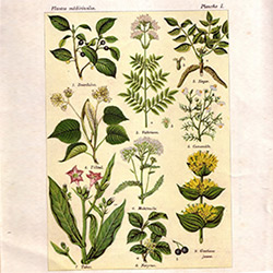 Index de phytothérapie