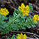 rhodiola